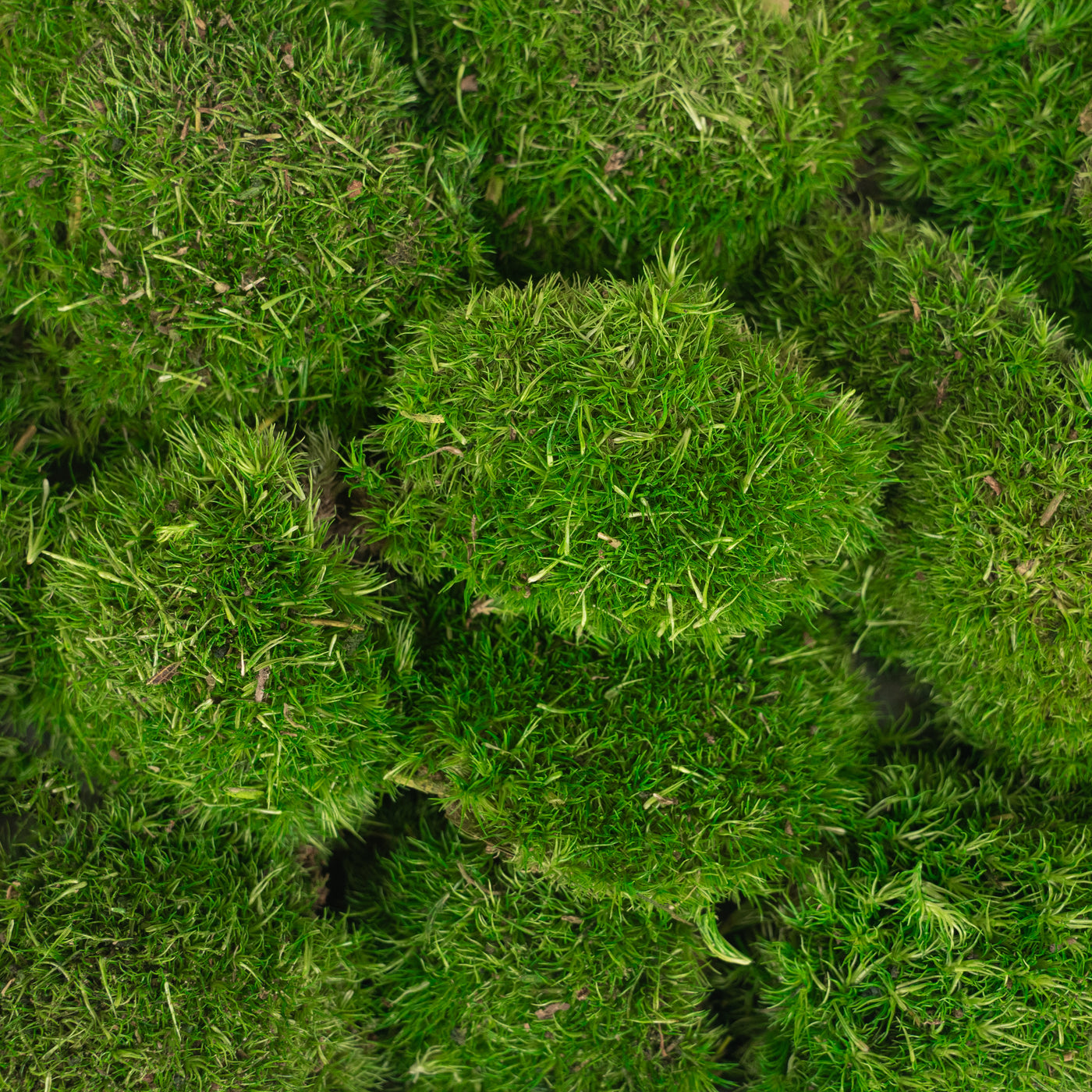 Muschi conservati bombati mini 117g. verde intens RR3