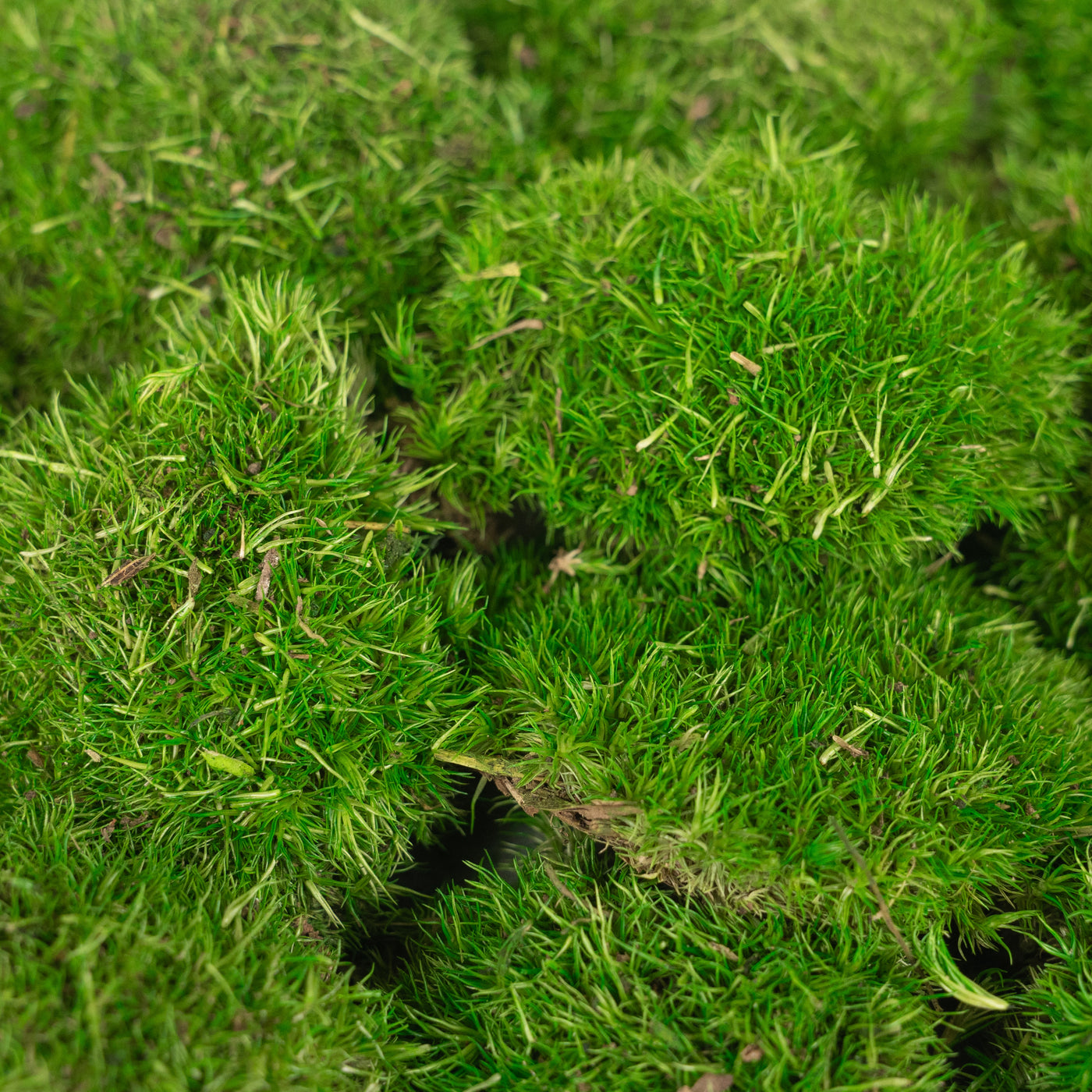 Muschi conservati bombati mini 117g. verde intens RR3