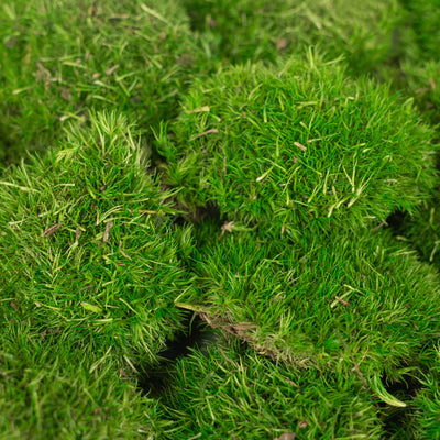 Muschi conservati bombati mini 117g. verde intens RR3