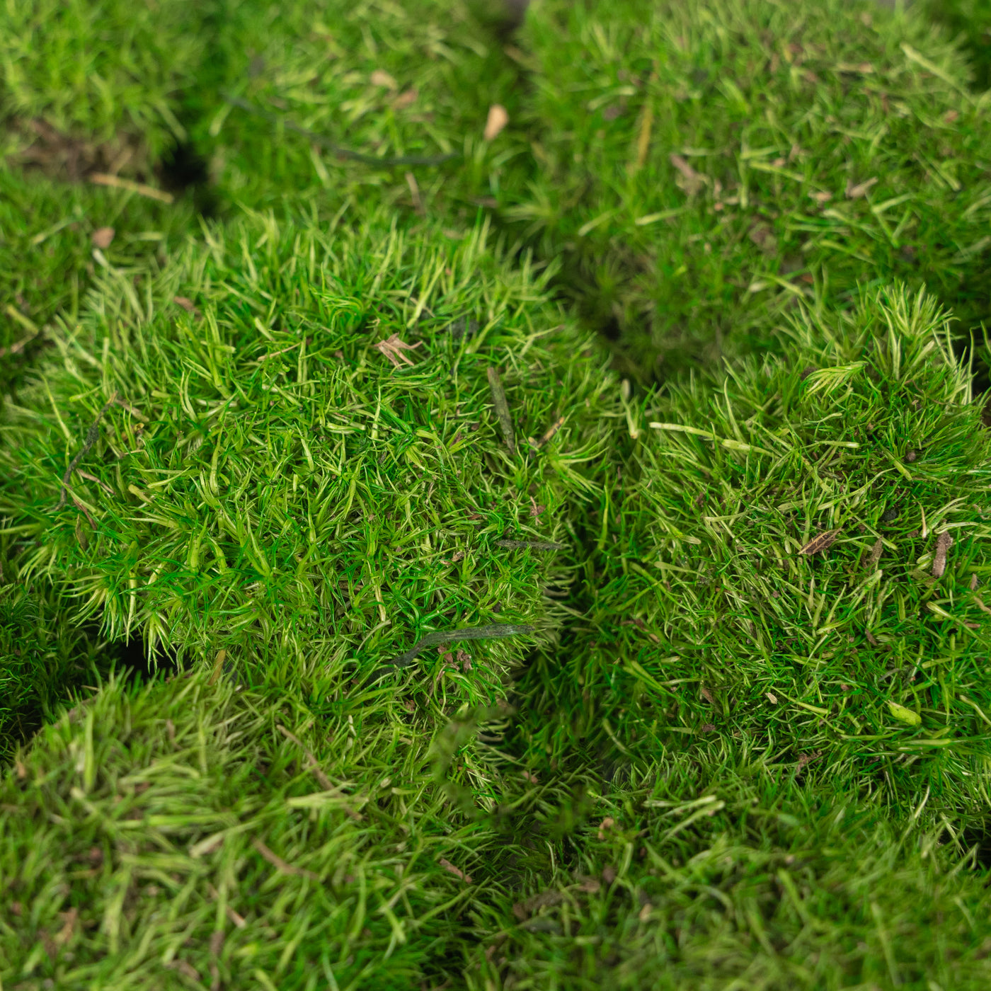 Muschi conservati bombati mini 117g. verde intens RR3