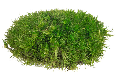 Muschi conservati bombati mini 117g. verde intens RR3