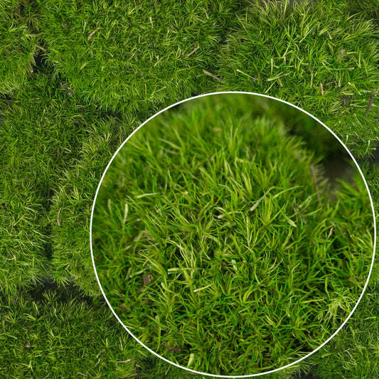 Muschi conservati bombati mini 210g. verde deschis RR4