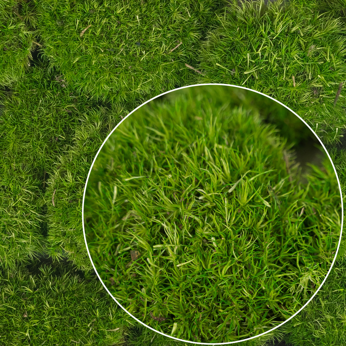 Muschi conservati bombati mini 210g. verde deschis RR4