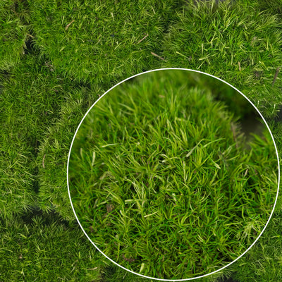 Muschi conservati bombati mini 210g. verde deschis RR4