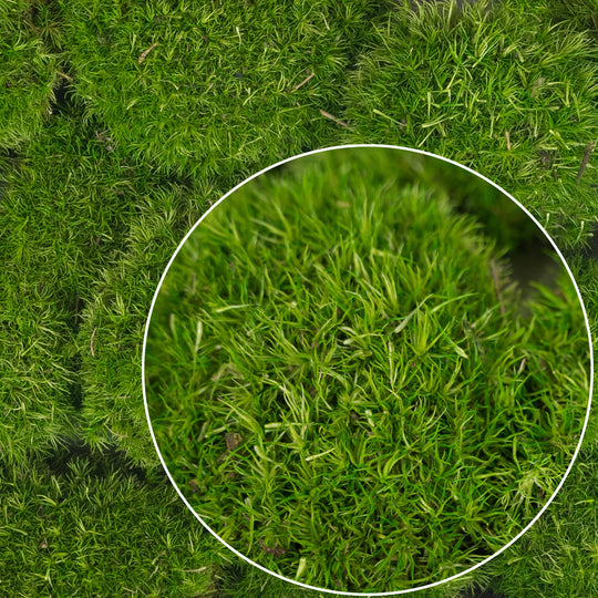Muschi conservati bombati mini 210g. verde deschis RR4