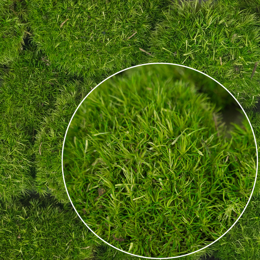 Muschi conservati bombati mini 210g. verde deschis RR4