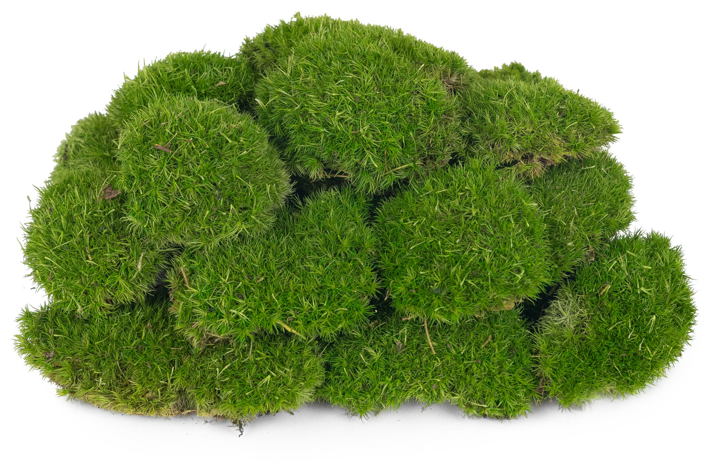 Muschi conservati bombati mini 210g. verde deschis RR4