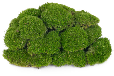 Muschi conservati bombati mini 210g. verde deschis RR4