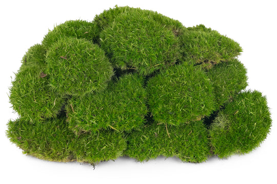 Muschi conservati bombati mini 210g. verde deschis RR4
