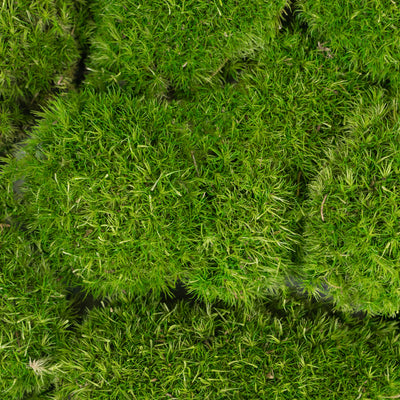 Muschi conservati bombati mini 210g. verde deschis RR4