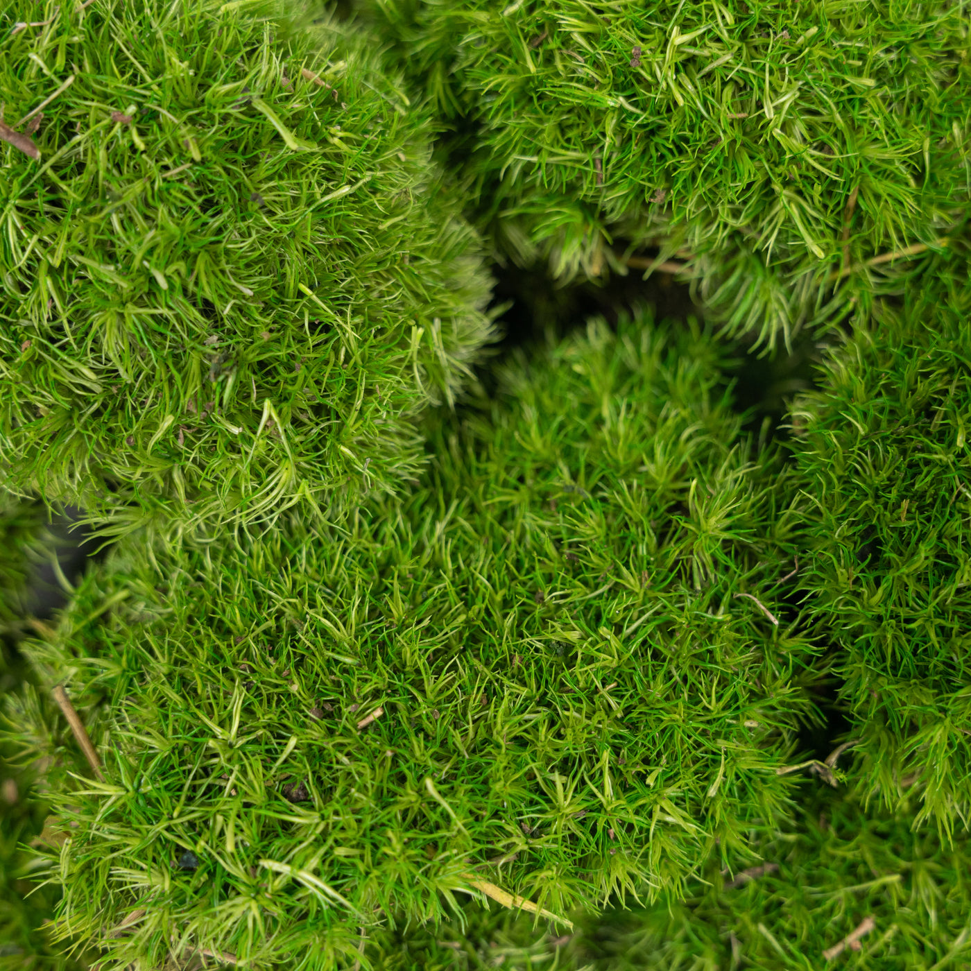 Muschi conservati bombati mini 210g. verde deschis RR4