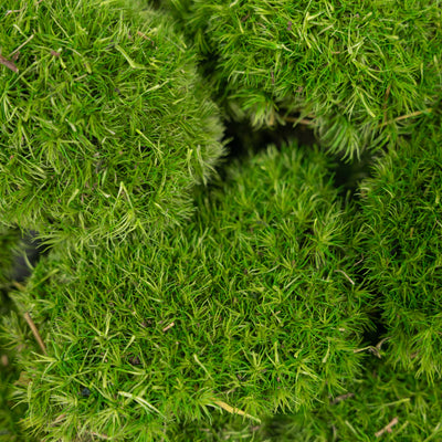 Muschi conservati bombati mini 210g. verde deschis RR4