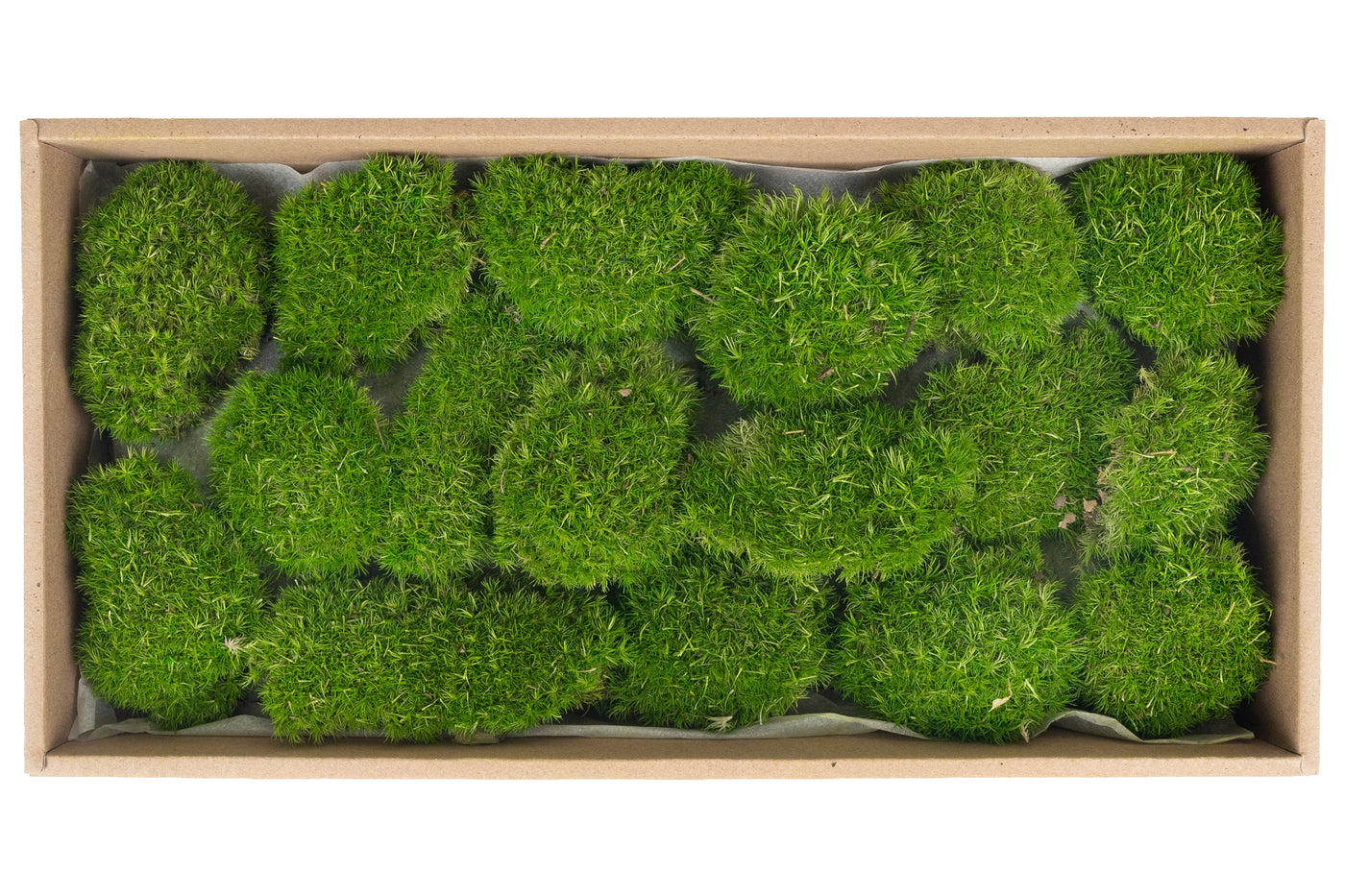 Muschi conservati bombati mini 210g. verde deschis RR4