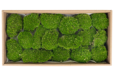 Muschi conservati bombati mini 210g. verde deschis RR4