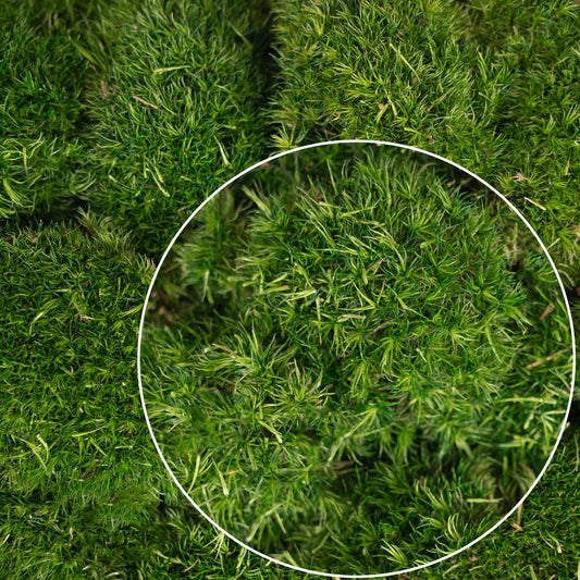 Muschi conservati bombati mini 210g. verde inchis RR1