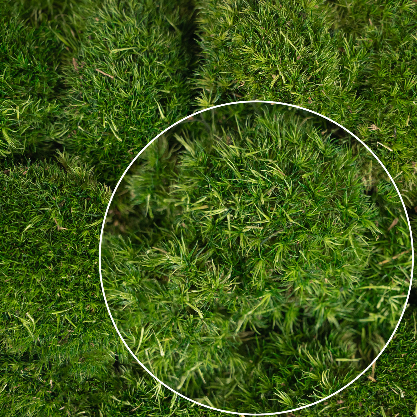 Muschi conservati bombati mini 210g. verde inchis RR1