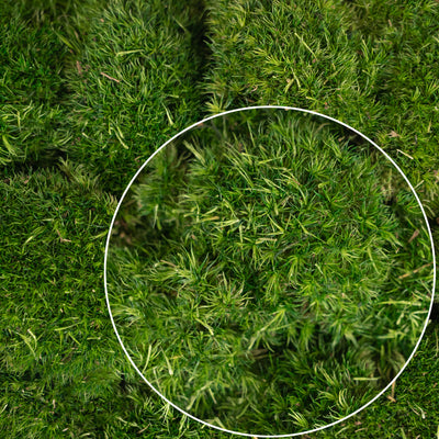 Muschi conservati bombati mini 210g. verde inchis RR1