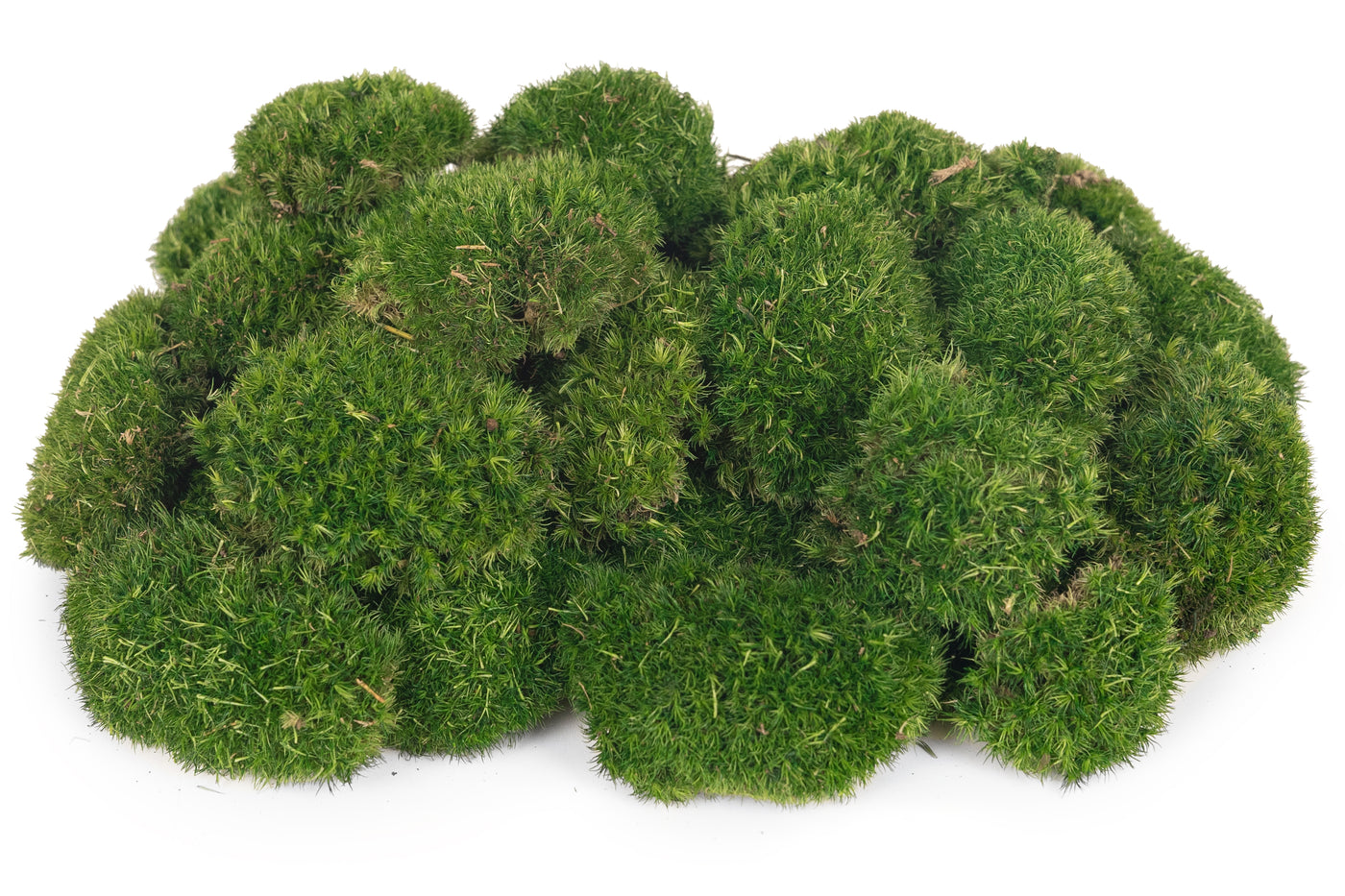 Muschi conservati bombati mini 210g. verde inchis RR1