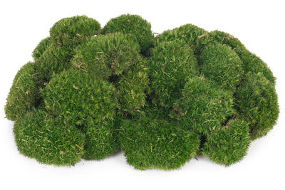 Muschi conservati bombati mini 210g. verde inchis RR1