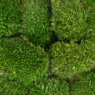 Muschi conservati bombati mini 210g. verde inchis RR1