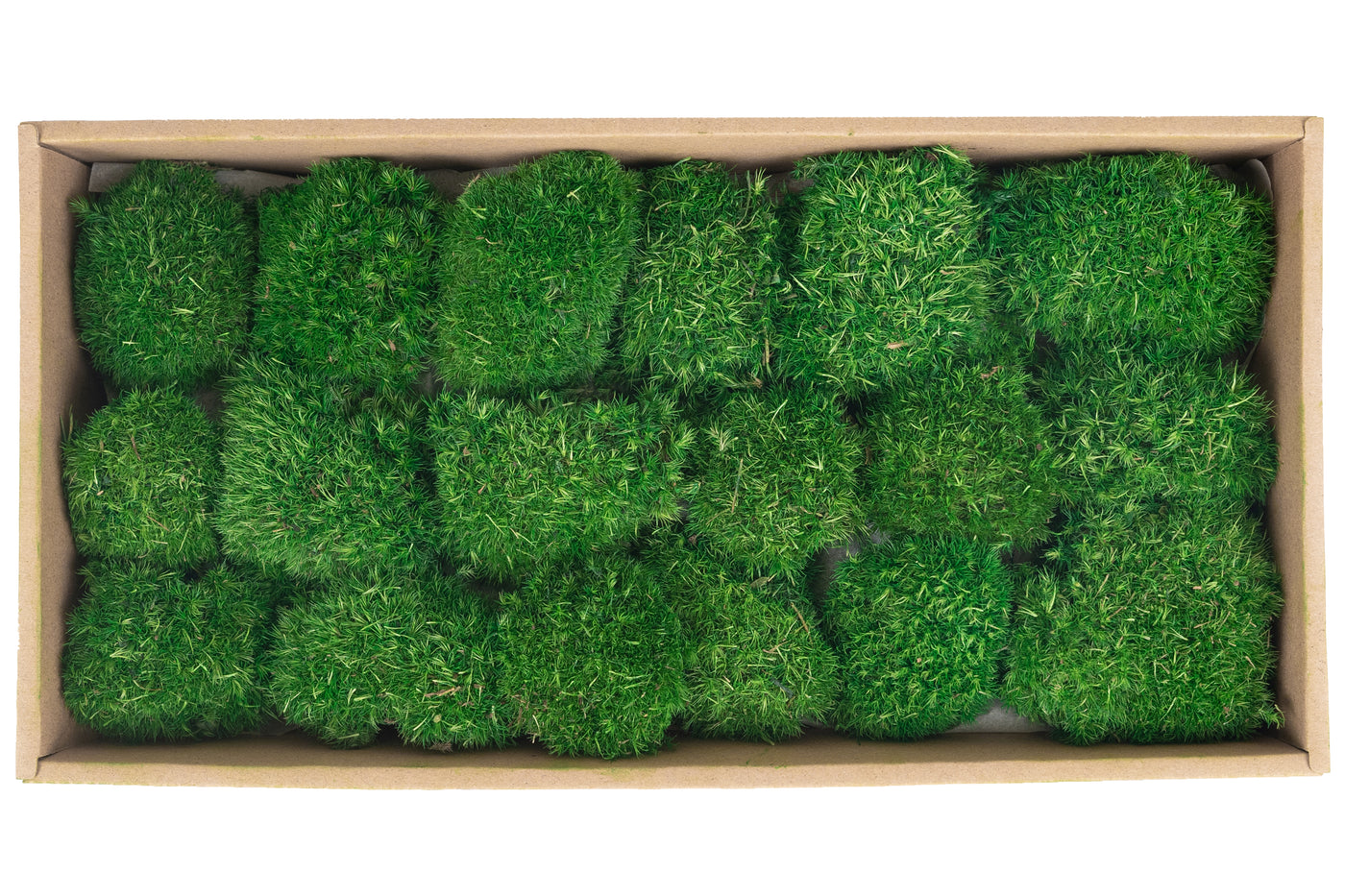 Muschi conservati bombati mini 210g. verde smarald RR2