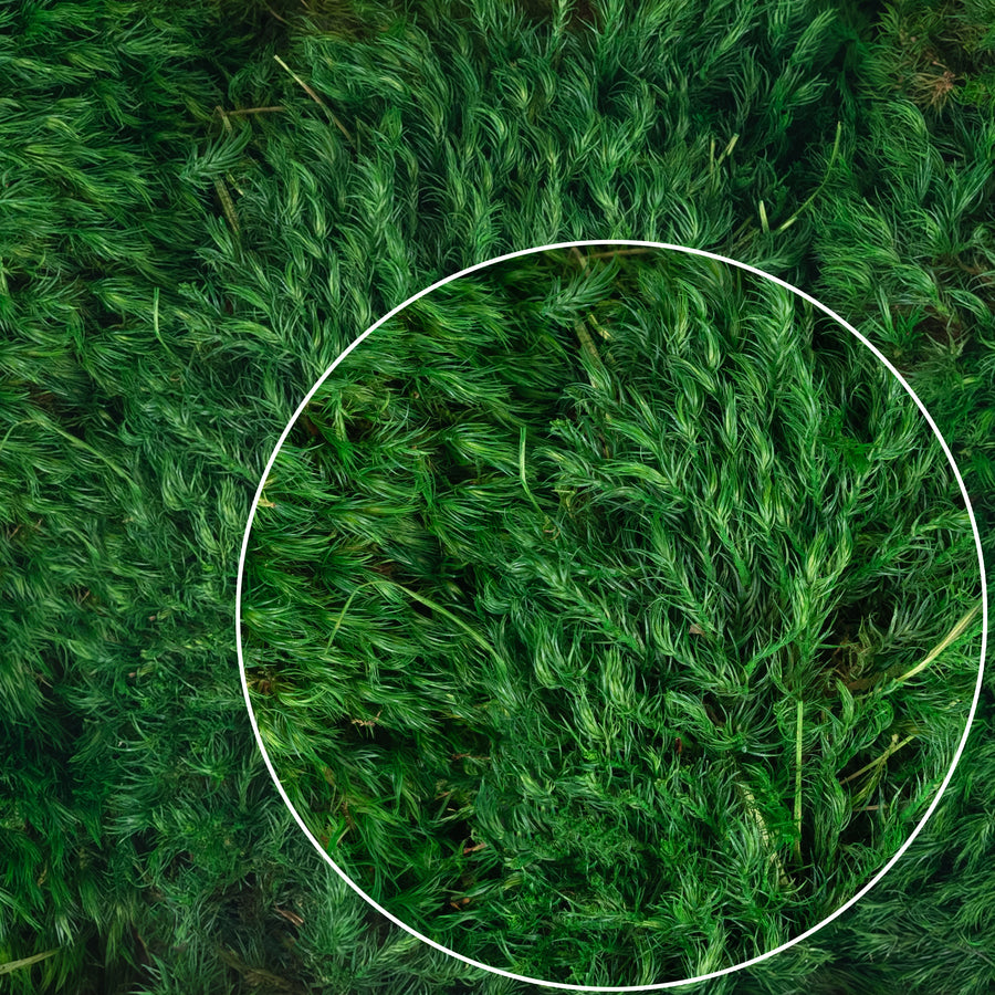 Muschi conservati bombati Province 200g. verde smarald RR2