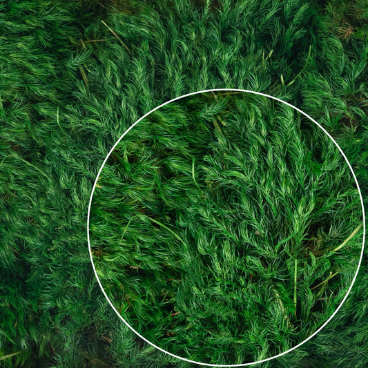 Muschi conservati bombati Province 200g. verde smarald RR2