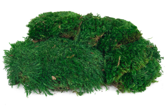 Muschi conservati bombati Province 200g. verde smarald RR2