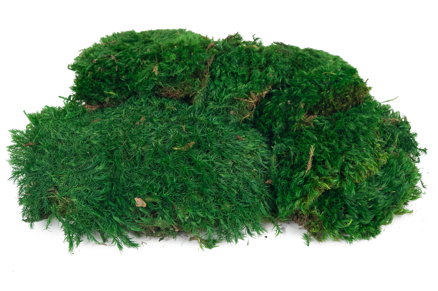 Muschi conservati bombati Province 200g. verde smarald RR2