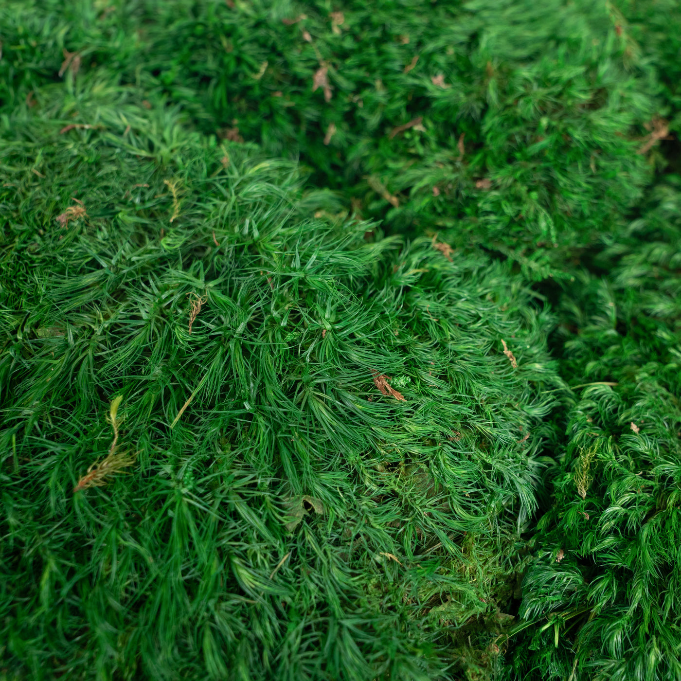 Muschi conservati bombati Province 200g. verde smarald RR2