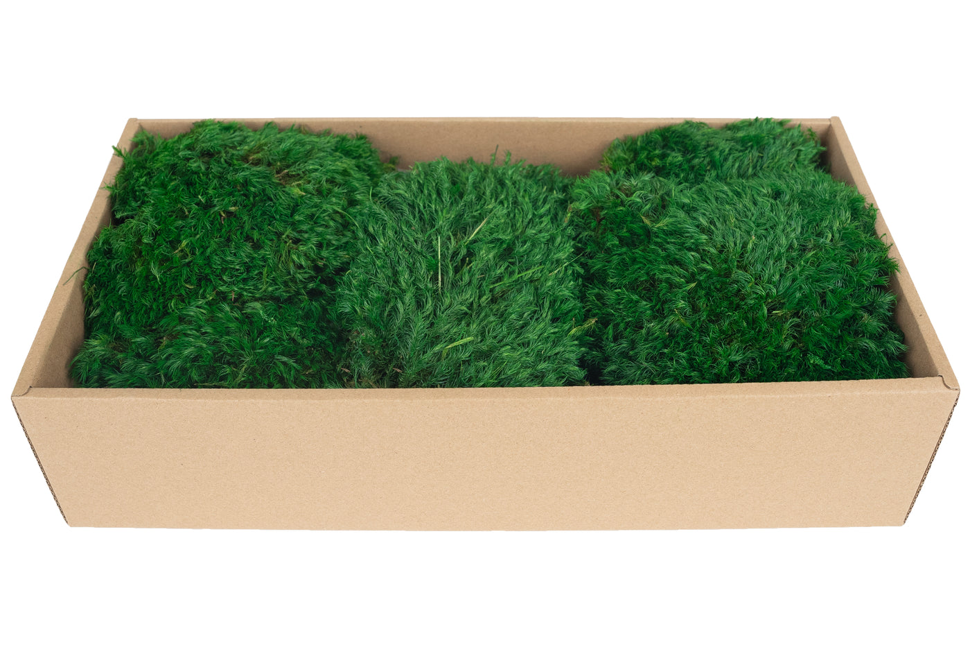 Muschi conservati bombati Province 200g. verde smarald RR2