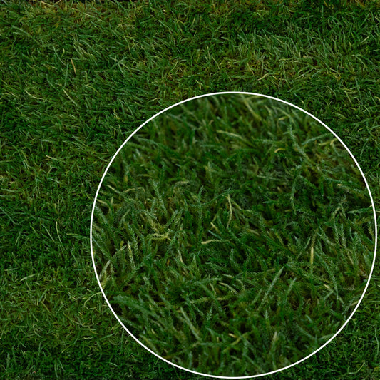 Muschi conservati plati 130g cu acoperire 0.3mp verde inchis RR1