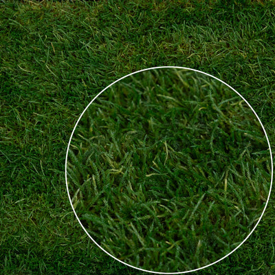 Muschi conservati plati 130g cu acoperire 0.3mp verde inchis RR1