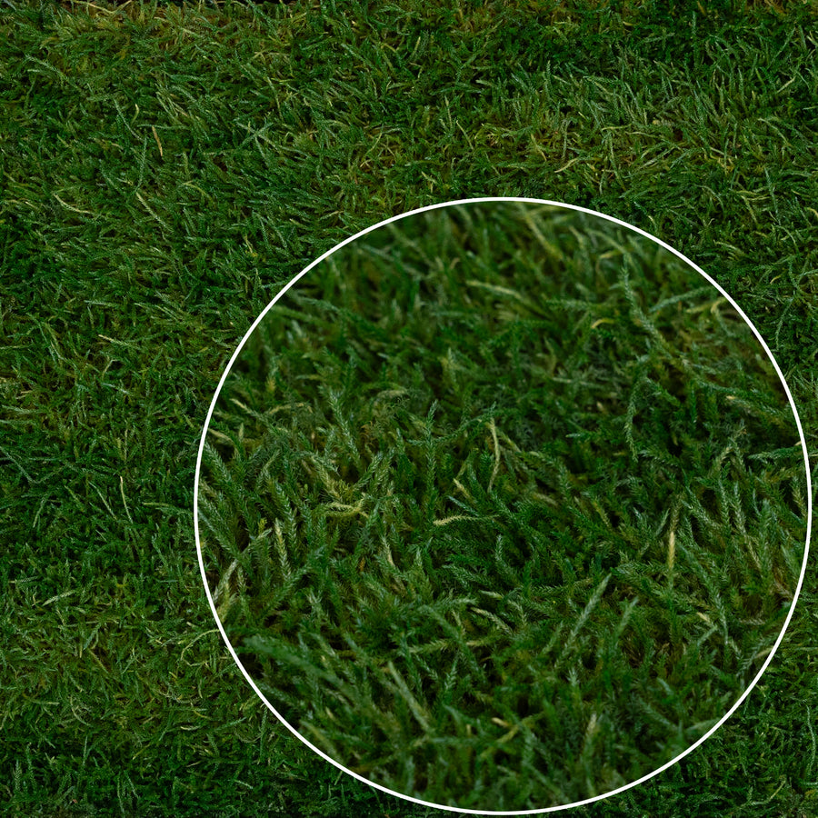 Muschi conservati plati 130g cu acoperire 0.3mp verde inchis RR1