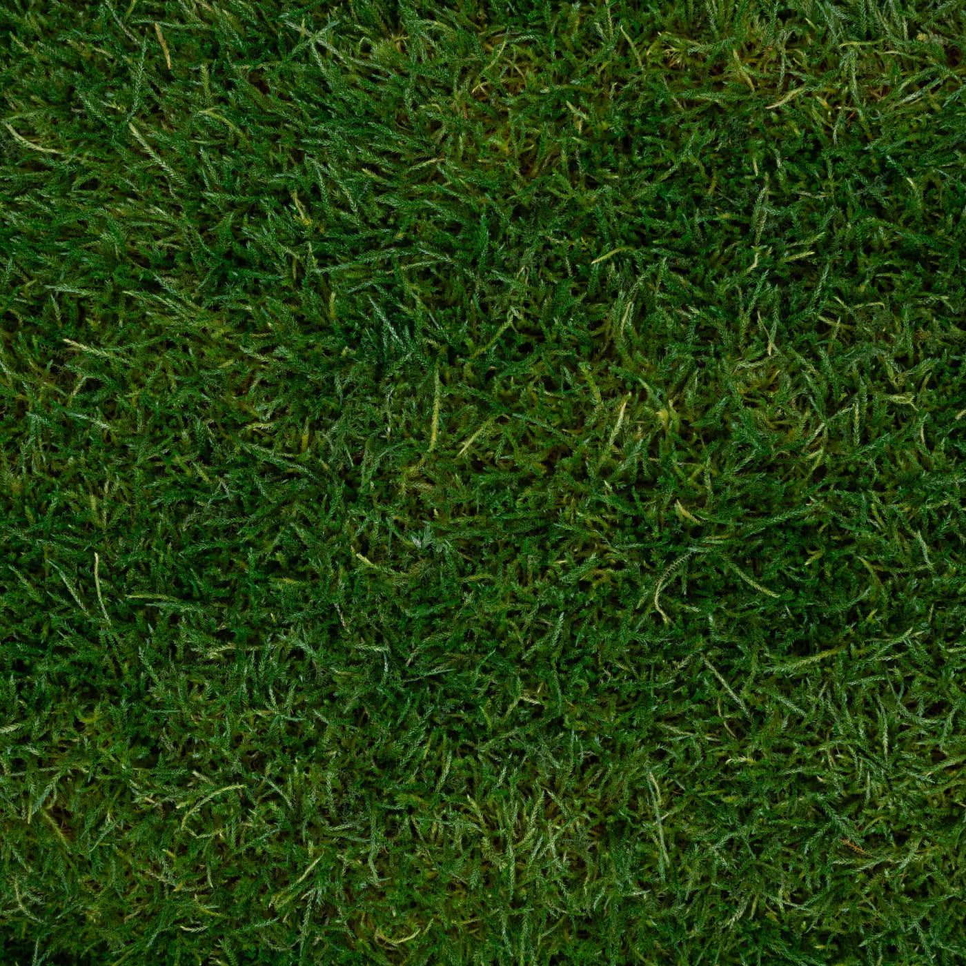 Muschi conservati plati 130g cu acoperire 0.3mp verde inchis RR1