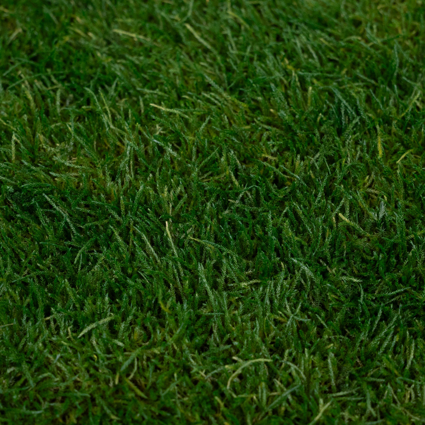 Muschi conservati plati 130g cu acoperire 0.3mp verde inchis RR1