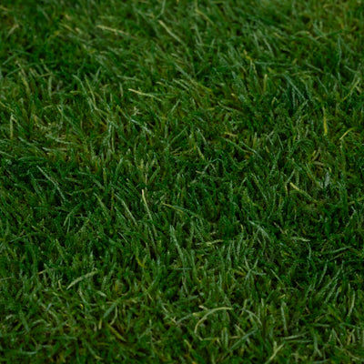 Muschi conservati plati 130g cu acoperire 0.3mp verde inchis RR1