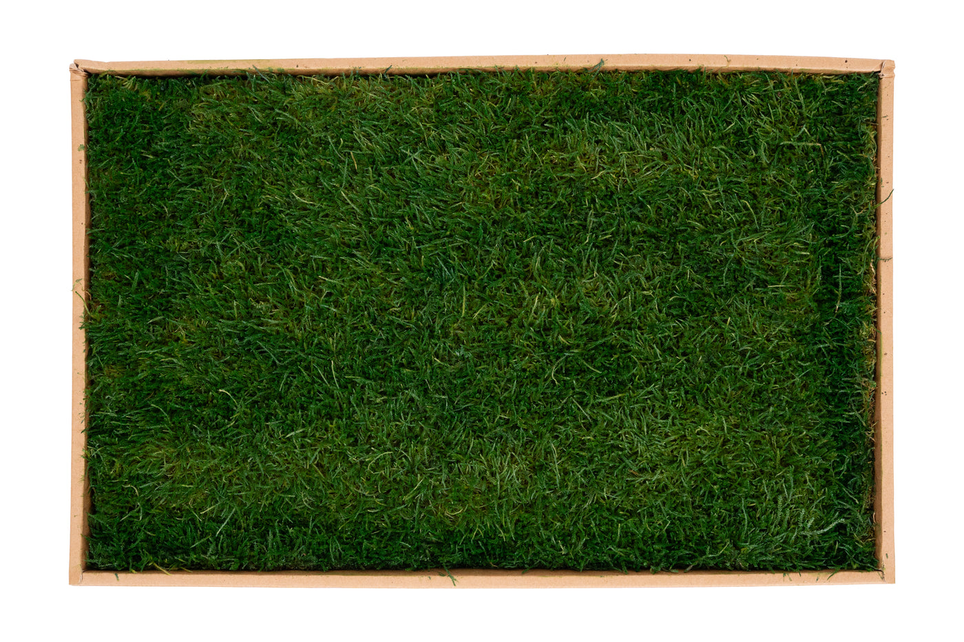 Muschi conservati plati 130g cu acoperire 0.3mp verde inchis RR1