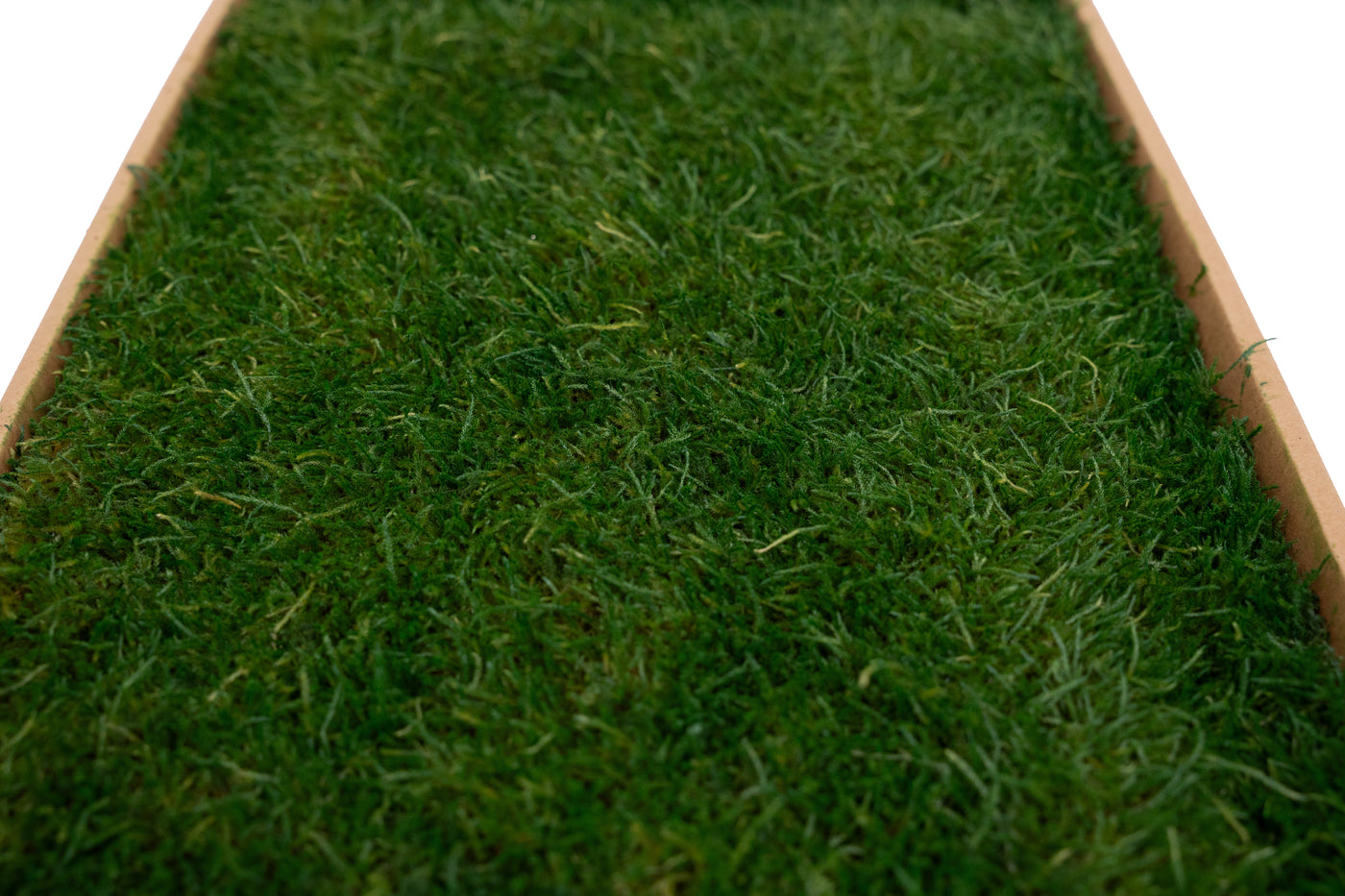 Muschi conservati plati 130g cu acoperire 0.3mp verde inchis RR1