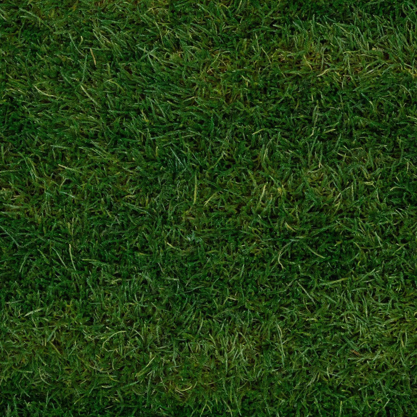 Muschi conservati plati 130g cu acoperire 0.3mp verde inchis RR1