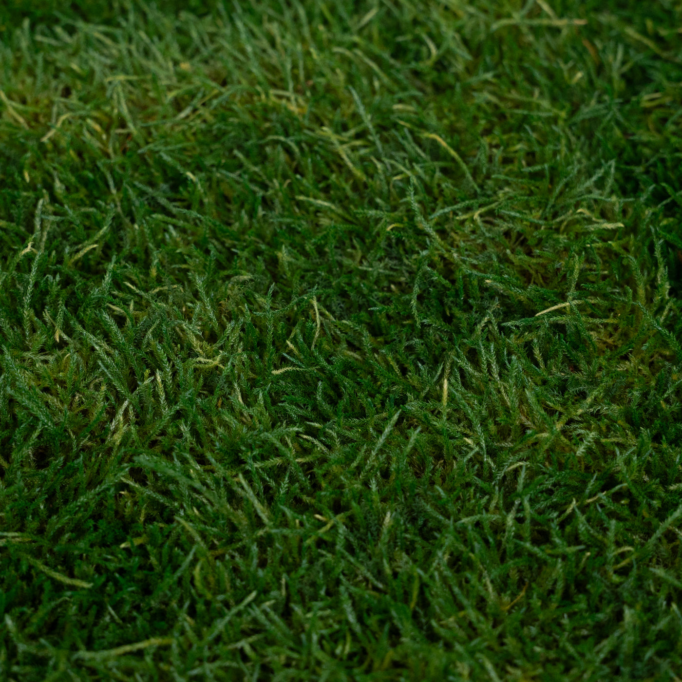 Muschi conservati plati 130g cu acoperire 0.3mp verde inchis RR1