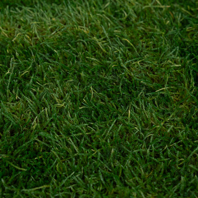 Muschi conservati plati 130g cu acoperire 0.3mp verde inchis RR1