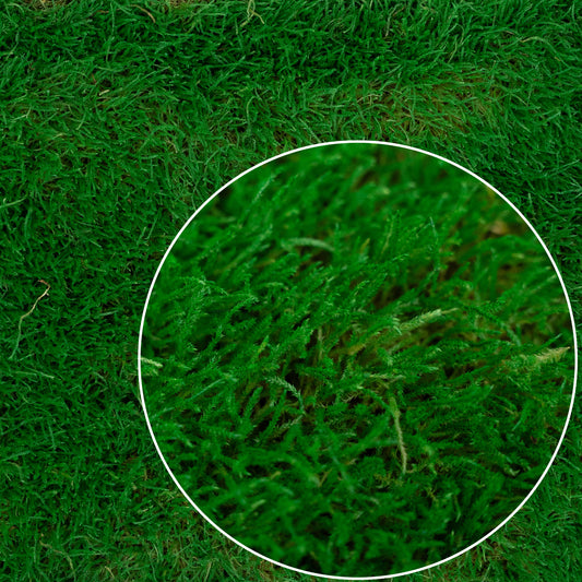 Muschi conservati plati 130g cu acoperire 0.3mp verde smarald RR2