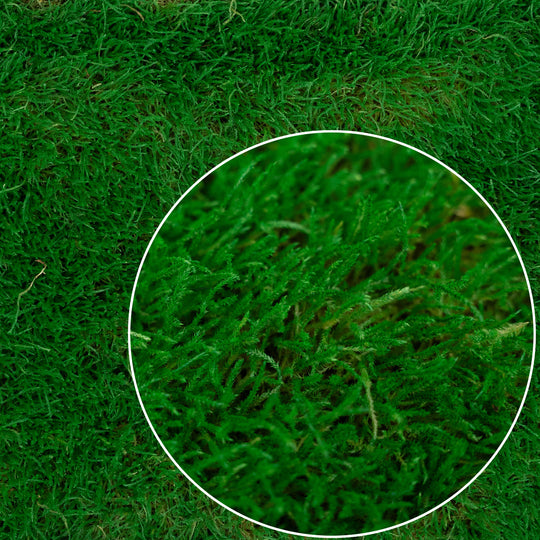 Muschi conservati plati 130g cu acoperire 0.3mp verde smarald RR2