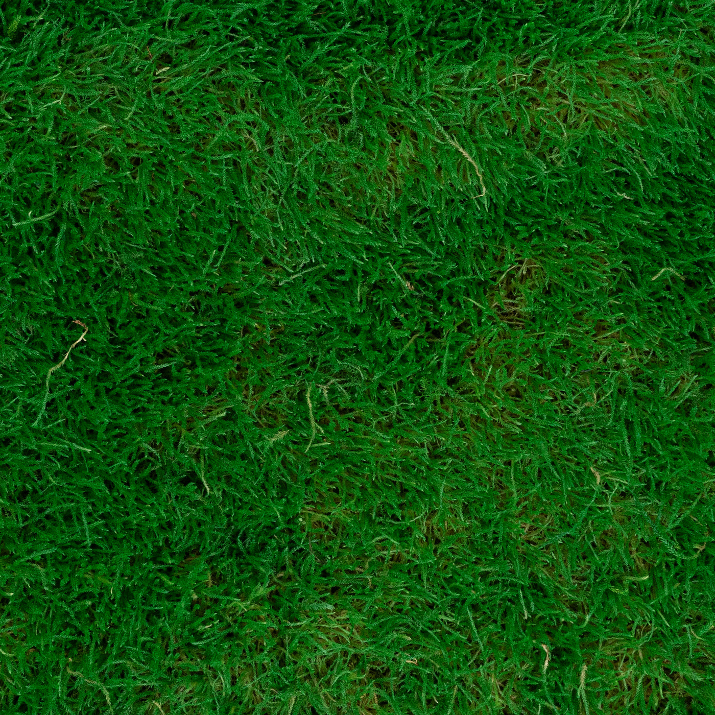 Muschi conservati plati 130g cu acoperire 0.3mp verde smarald RR2