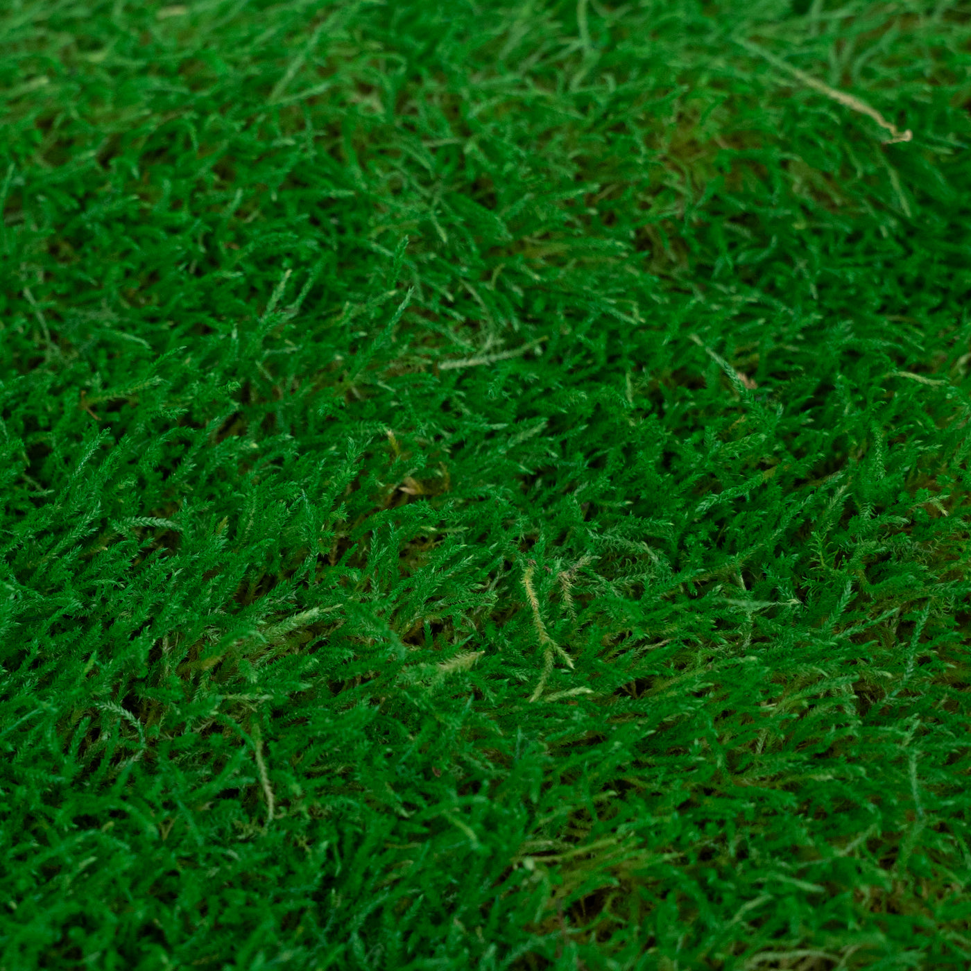 Muschi conservati plati 130g cu acoperire 0.3mp verde smarald RR2