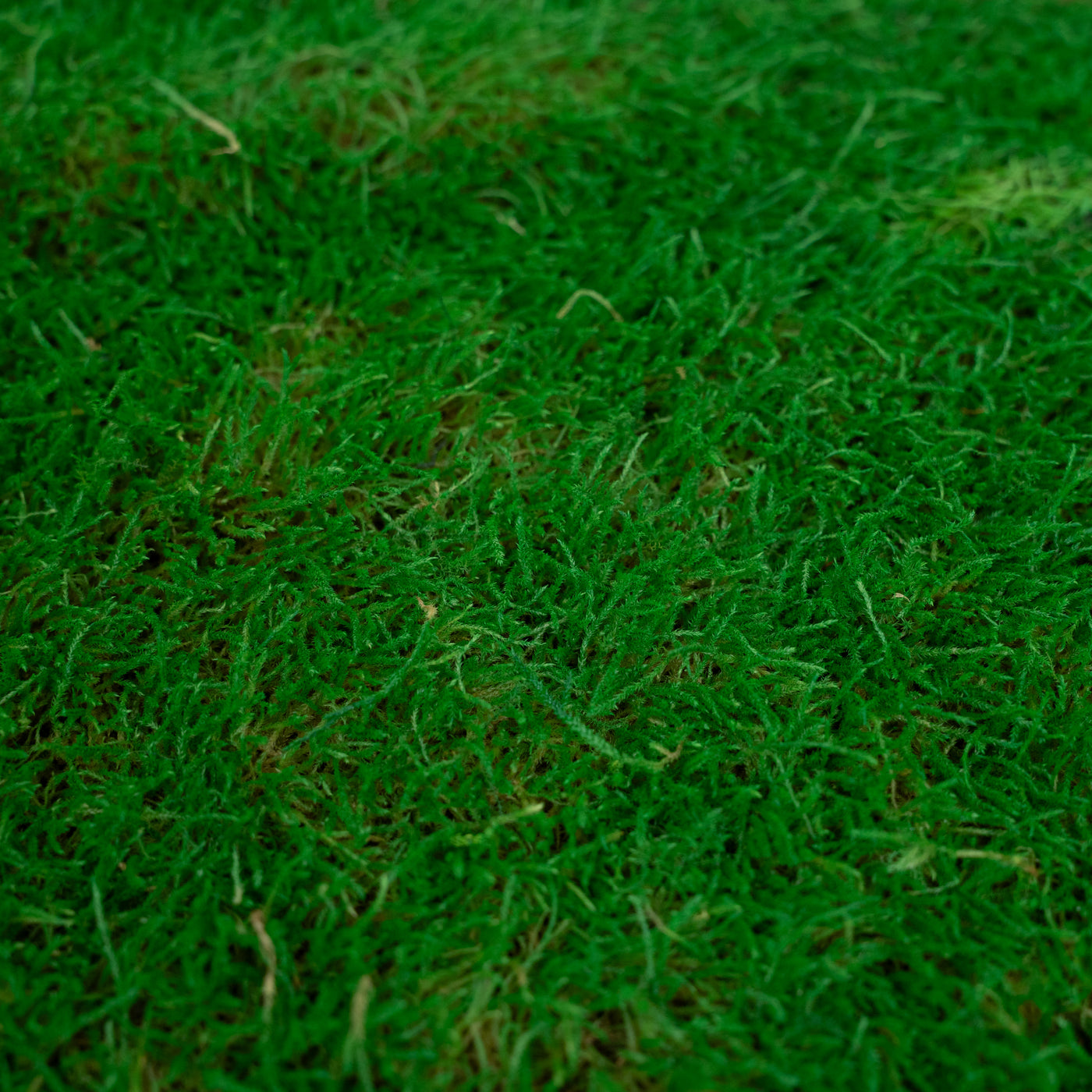 Muschi conservati plati 130g cu acoperire 0.3mp verde smarald RR2