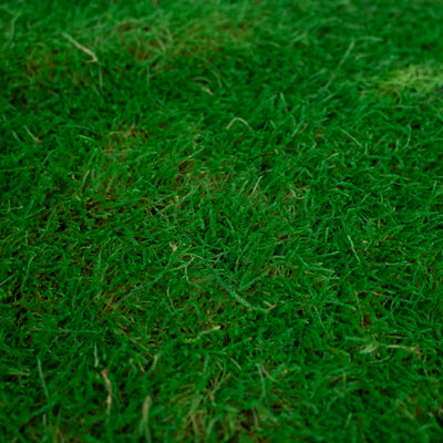 Muschi conservati plati 130g cu acoperire 0.3mp verde smarald RR2