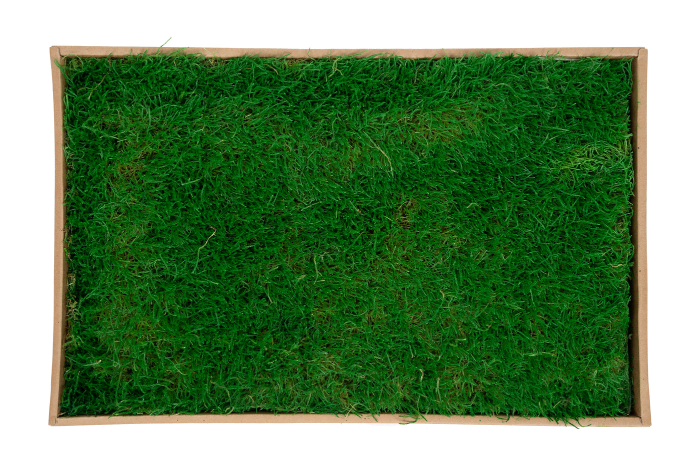 Muschi conservati plati 130g cu acoperire 0.3mp verde smarald RR2