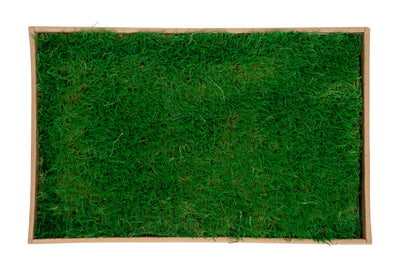 Muschi conservati plati 130g cu acoperire 0.3mp verde smarald RR2